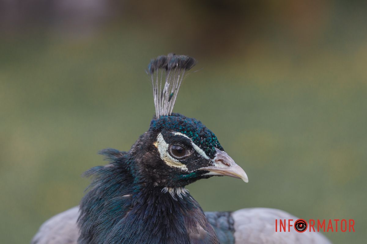 Тут можна зустріти павичів