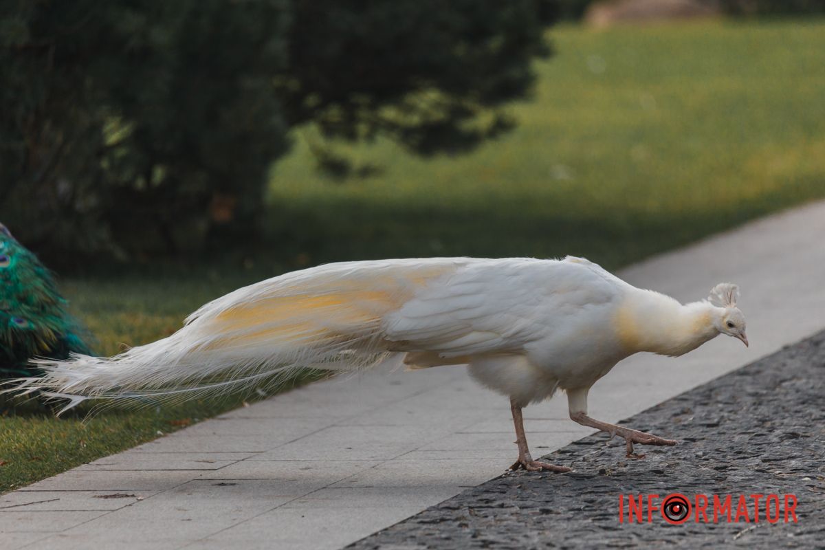 Якщо вам пощастить, то птах розкриє для вас свій хвіст