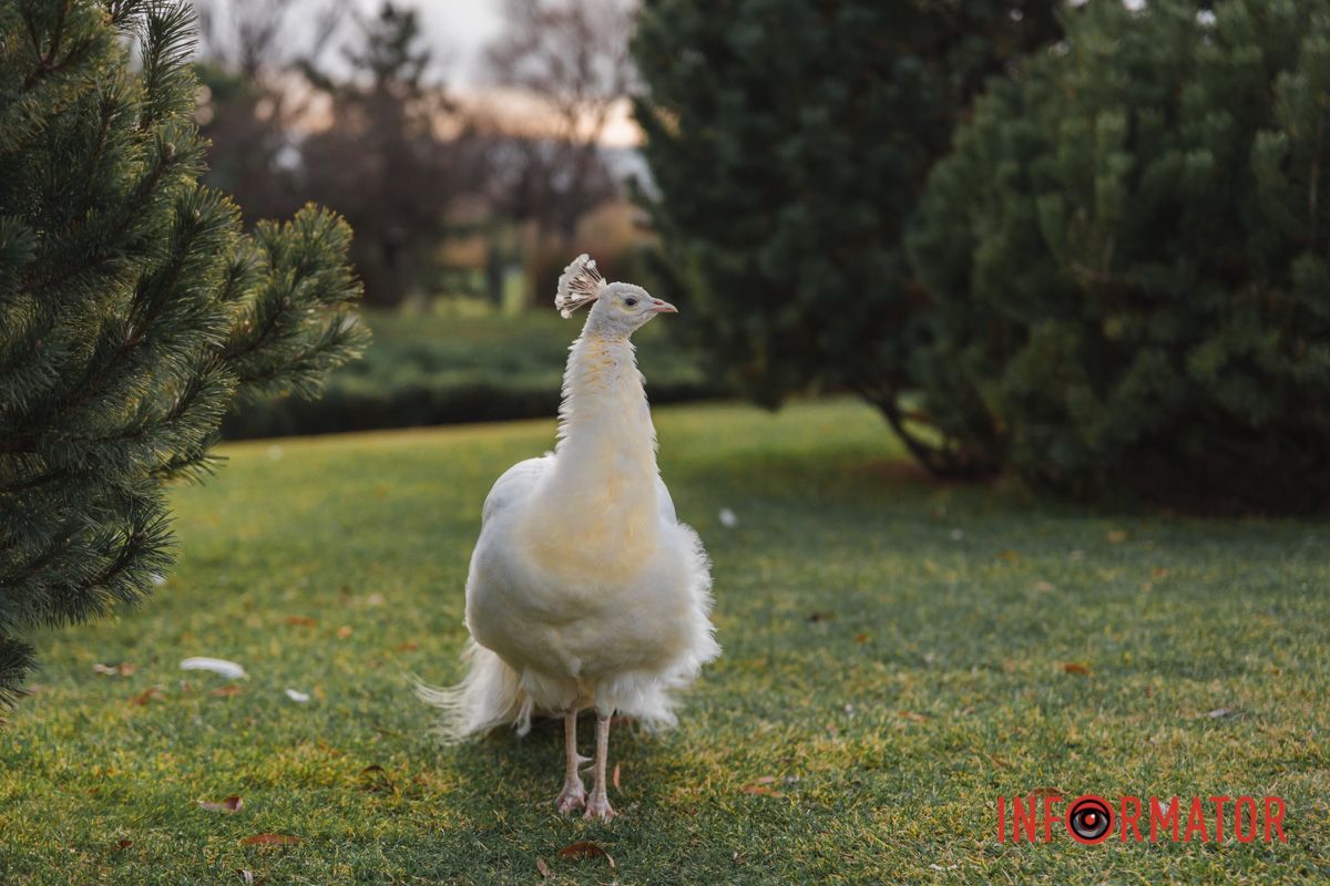 Ще понеділок вчора був ,  