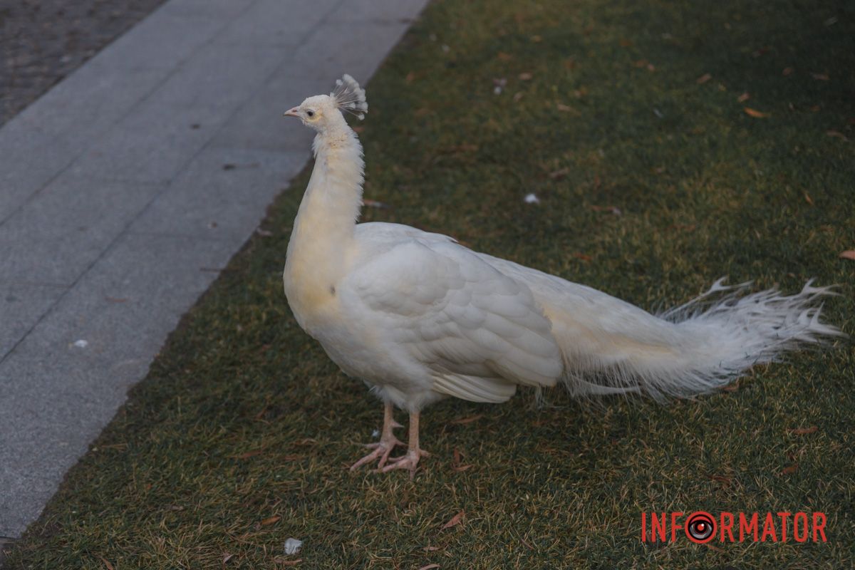 Неймовірне забарвлення цих птахів змінюється 