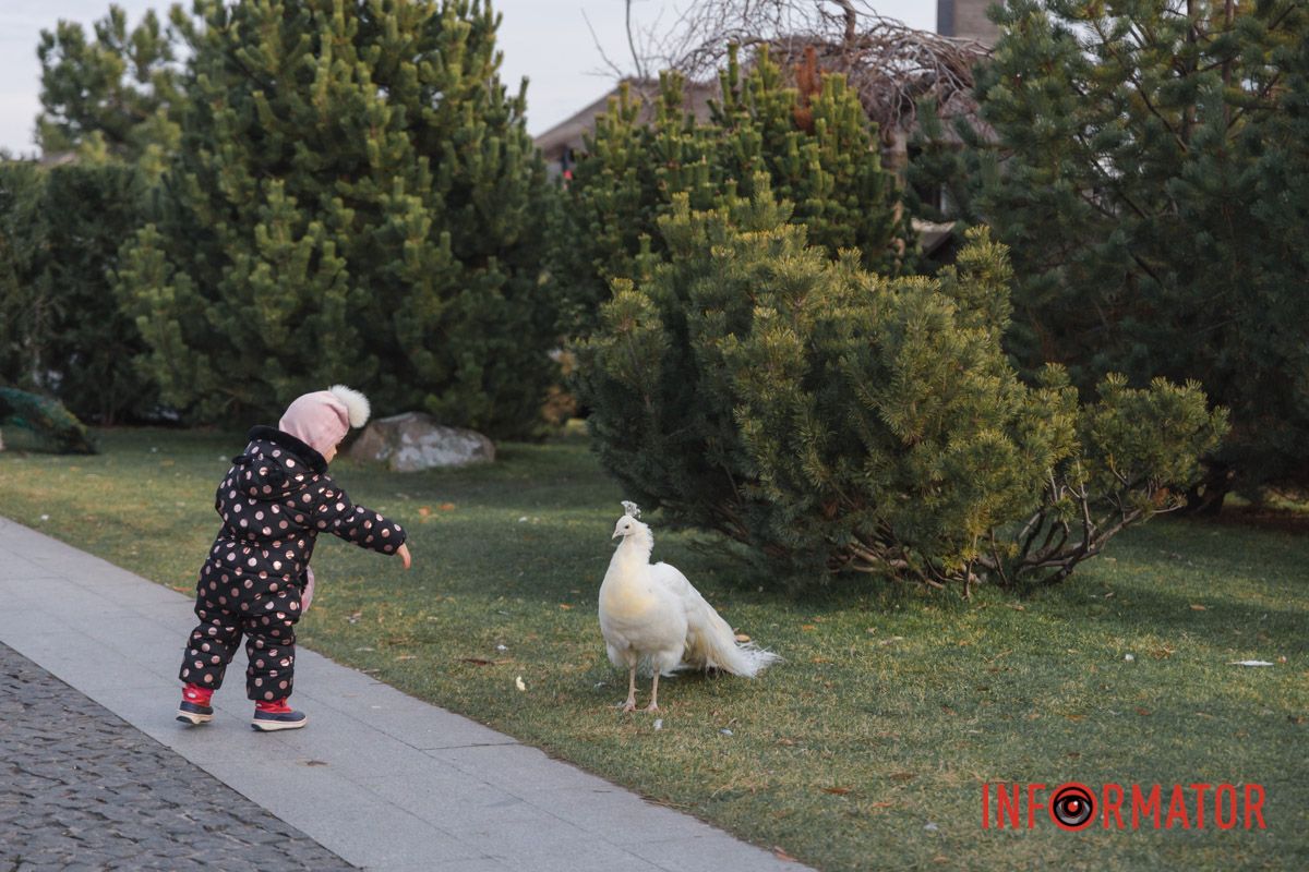 Куди ж втікаєте , куди ?