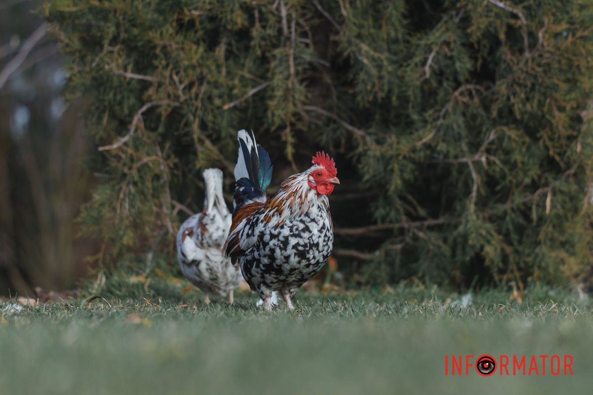 Поруч з ними завжди весело маленьким відвідувачам
