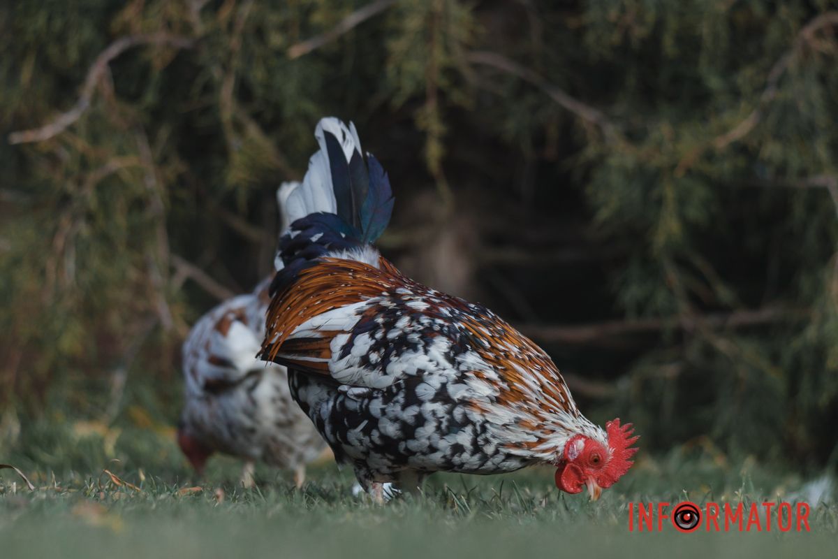 Також на території гуляють півні та курки