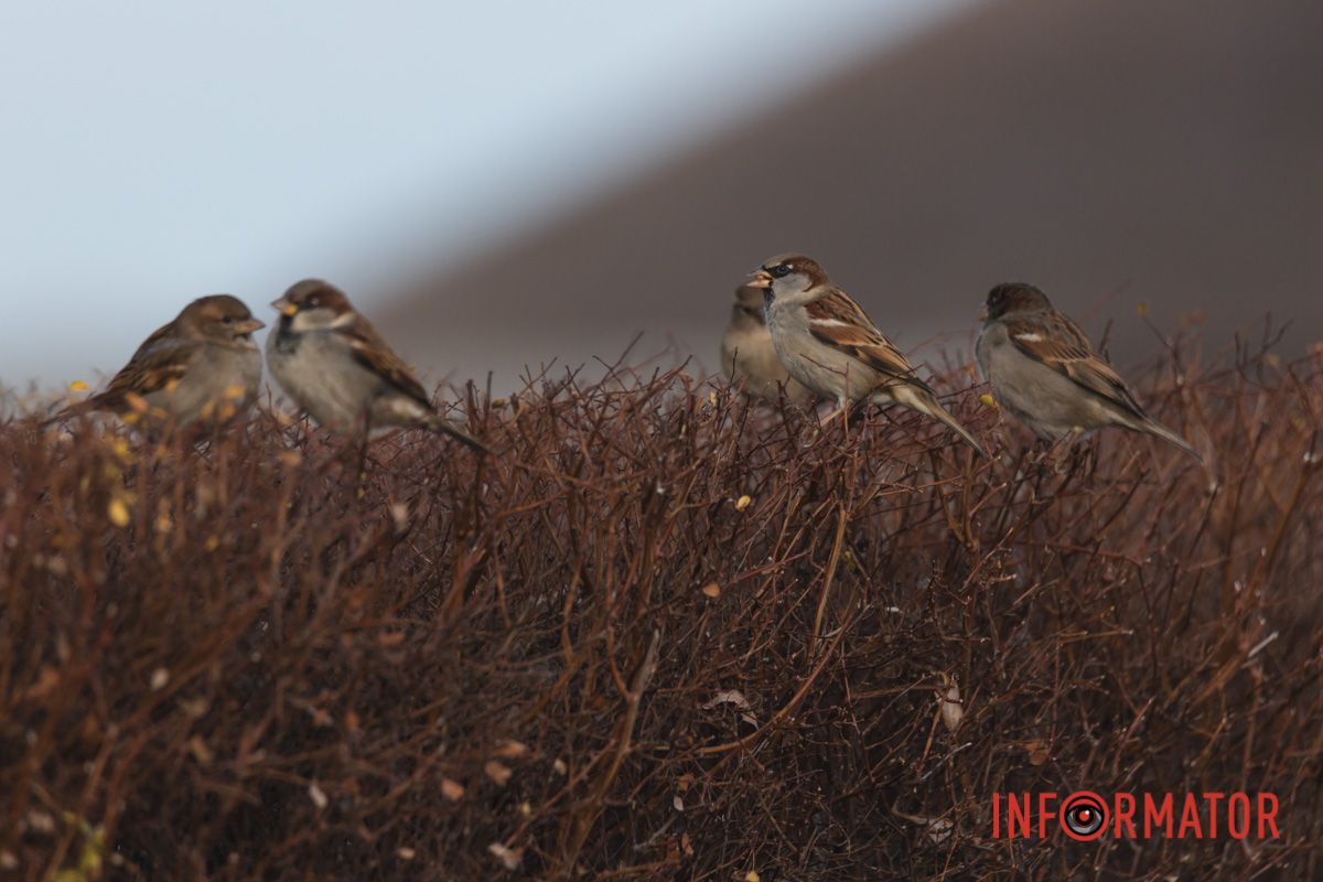 Позитивні емоції
