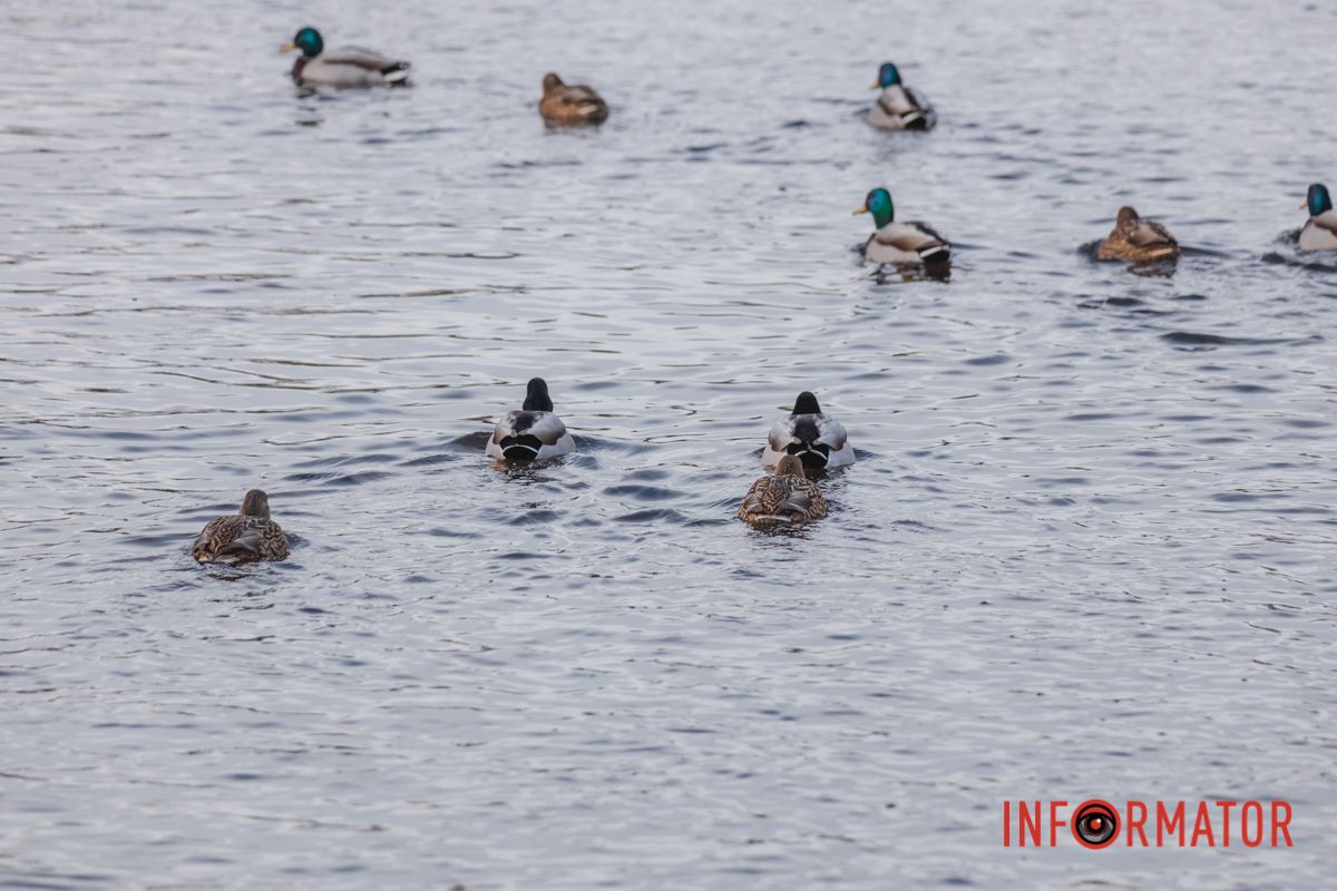 Паркова зона пронизана водними артеріями
