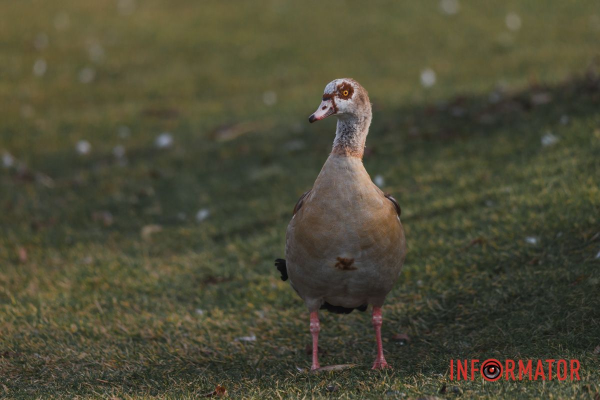 Які вони смішні 