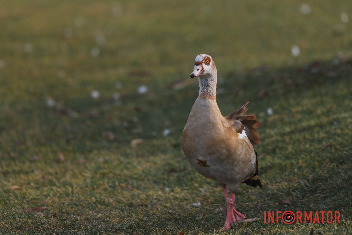 Своєю красою вони заворожують