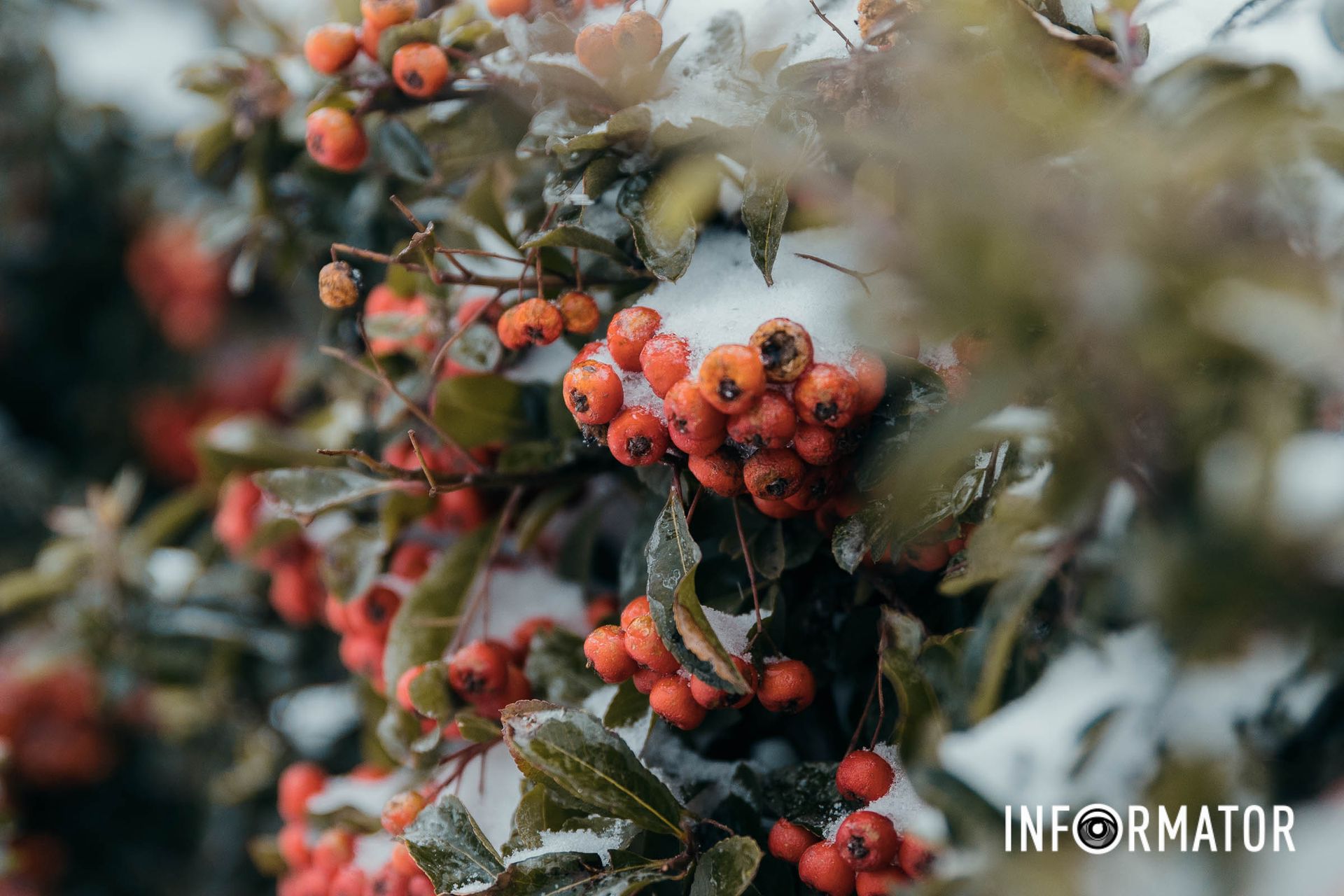 В "объятиях" снега В "объятиях" снега