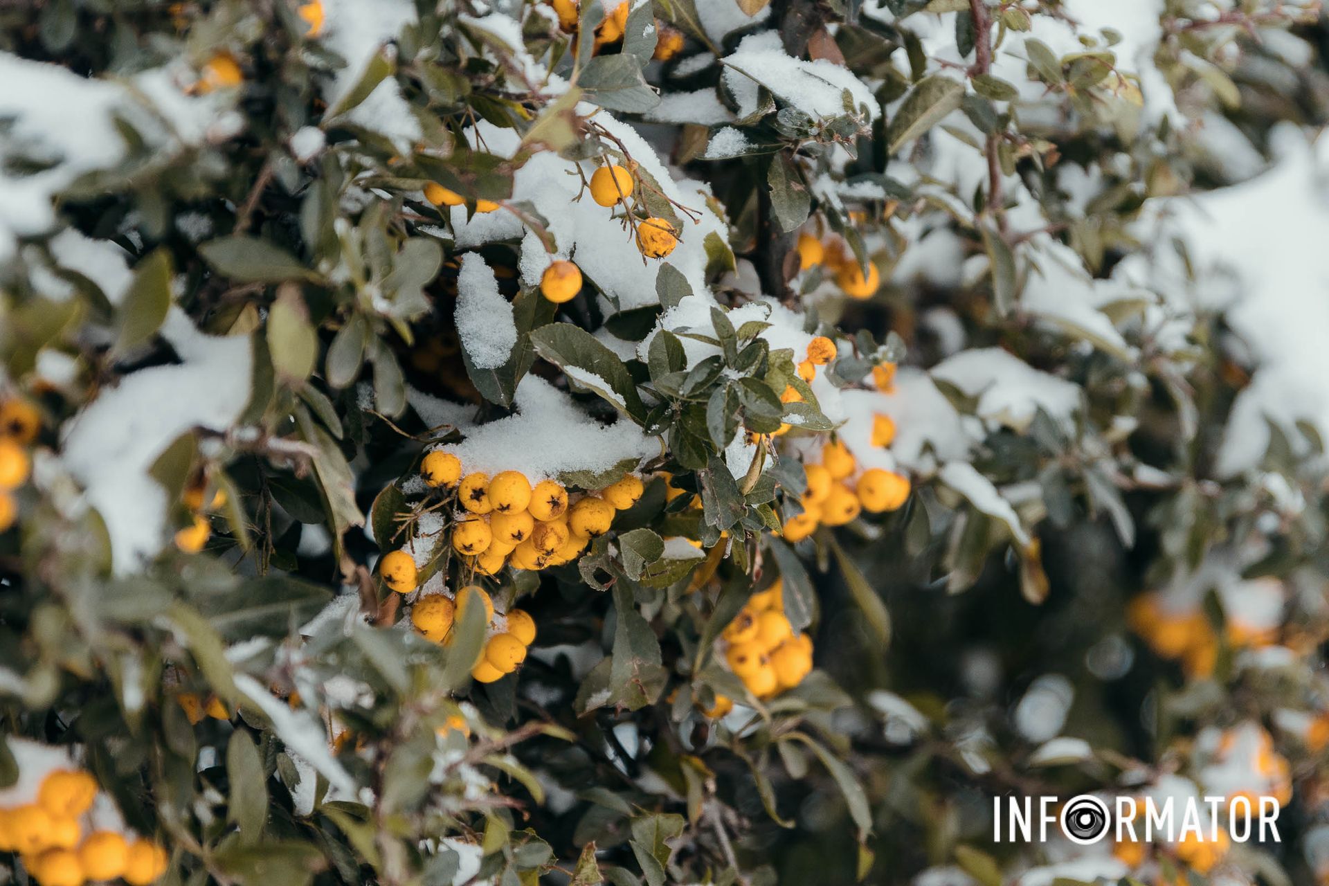 Улицы города укрыло ледяное белое одеяло Улицы города укрыло ледяное белое одеяло