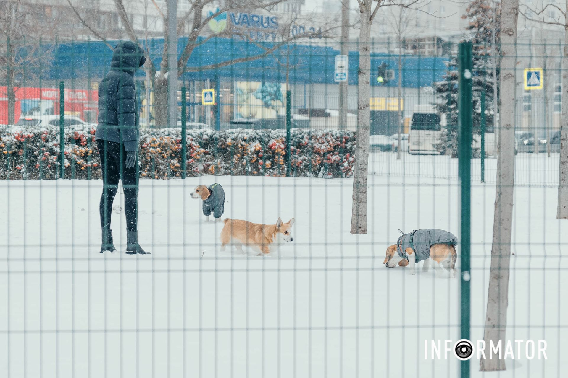 Играть с собаками в любую погоду Играть с собаками в любую погоду