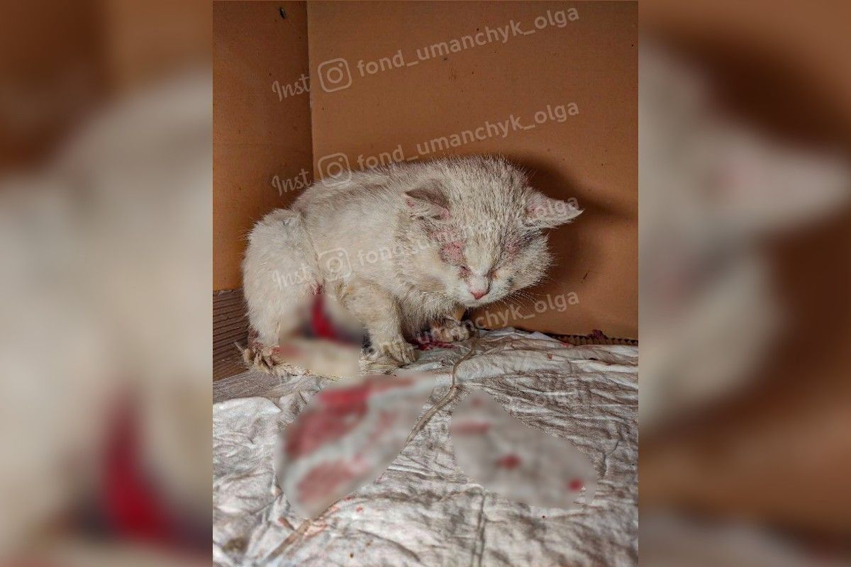 Котика Сенсею нужна помощь Котика Сенсею нужна помощь