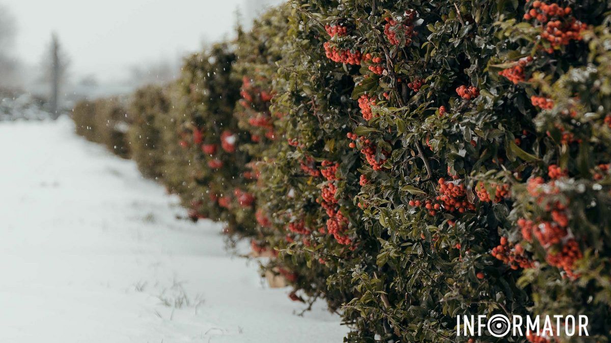 У Дніпрі буде похмуро, може йти сніг: прогноз погоди на 13 січня