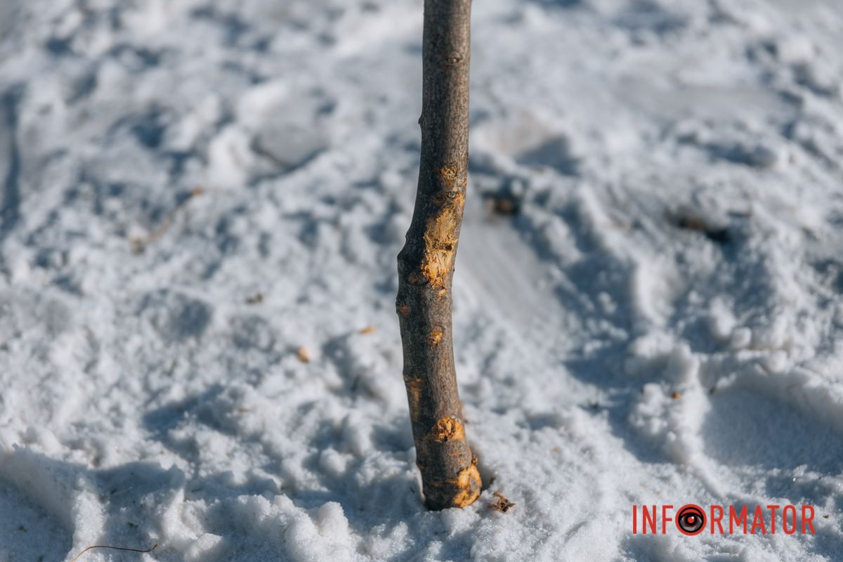 Истерзанное деревце