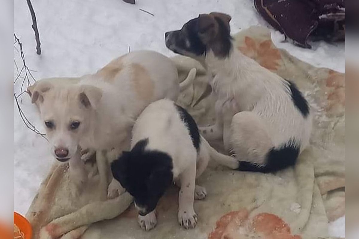 Малюки Малюки