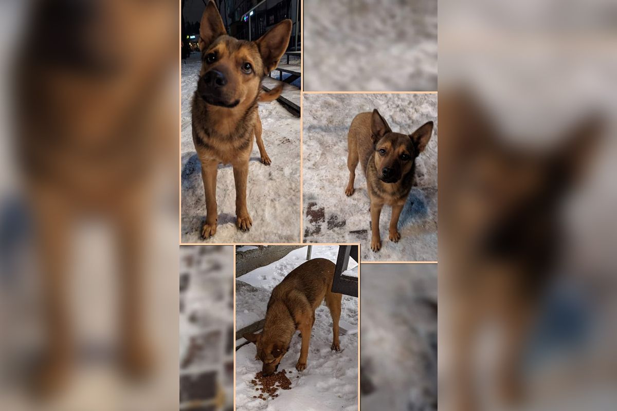 Песик Песик