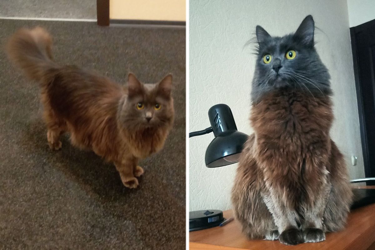 Кішечка Кішечка