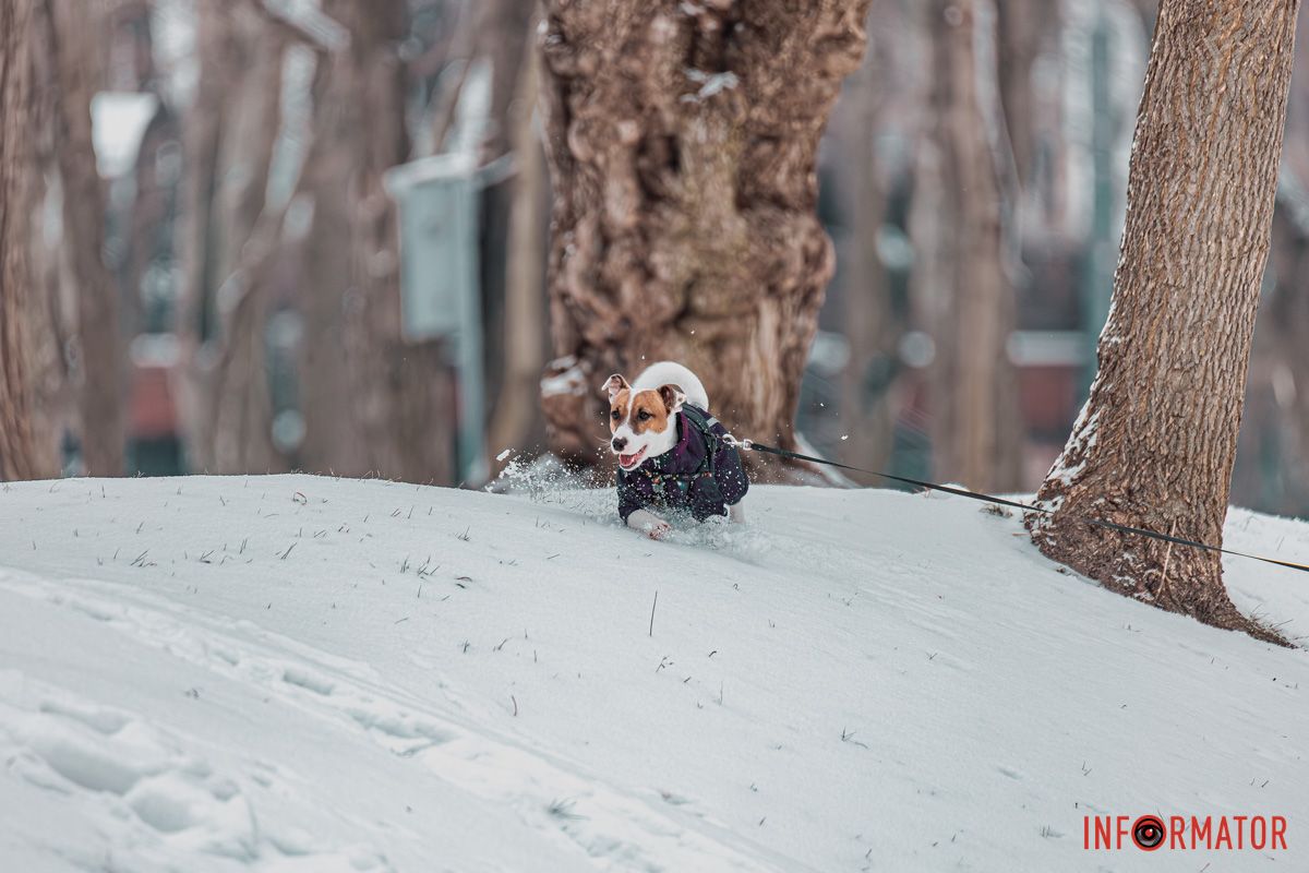 "Ты навсегда в ответе за тех, кого приручил"
