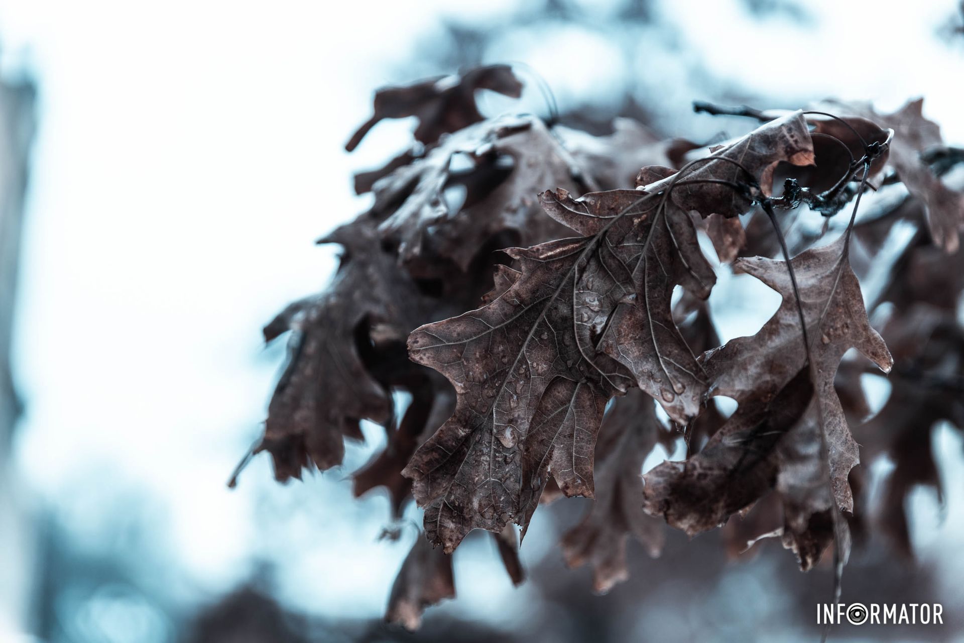 Здесь была осень, а теперь зима Здесь была осень, а теперь зима