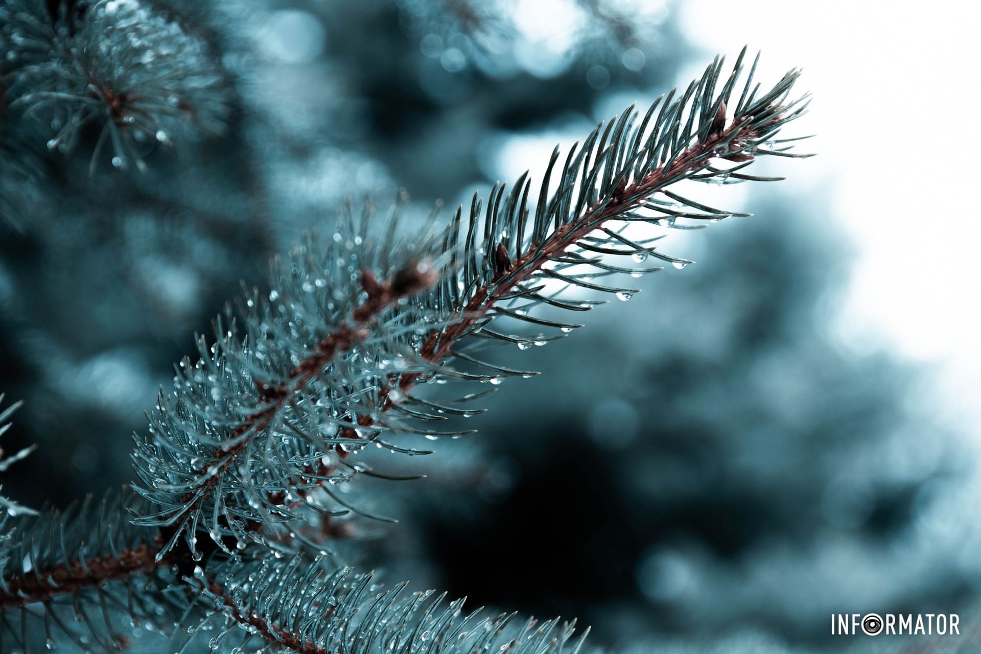 Вечнозеленая Вечнозеленая