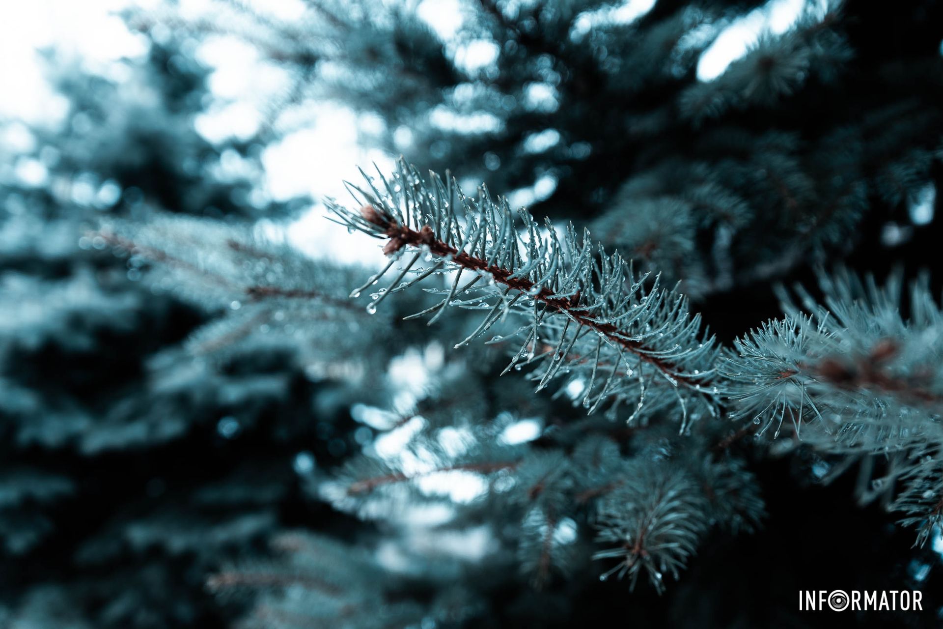 Вечнозеленая красавица Вечнозеленая красавица