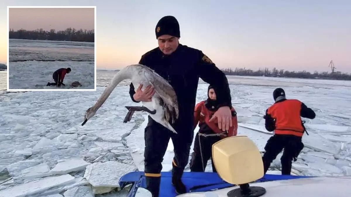 У Дніпрі на Набережній Заводській врятували двох лебедів