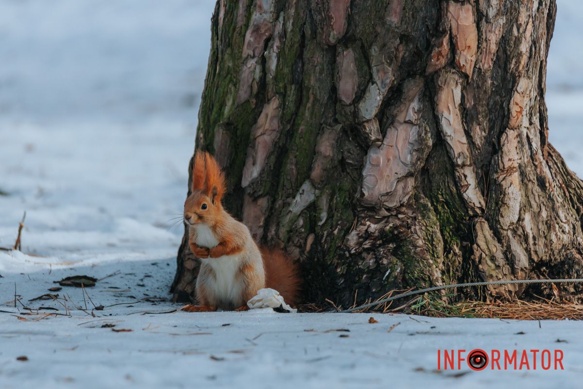 Искатель приключений