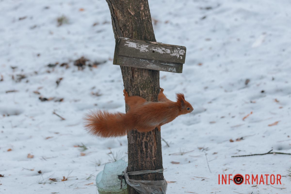 Белка - энергичное и активное животное