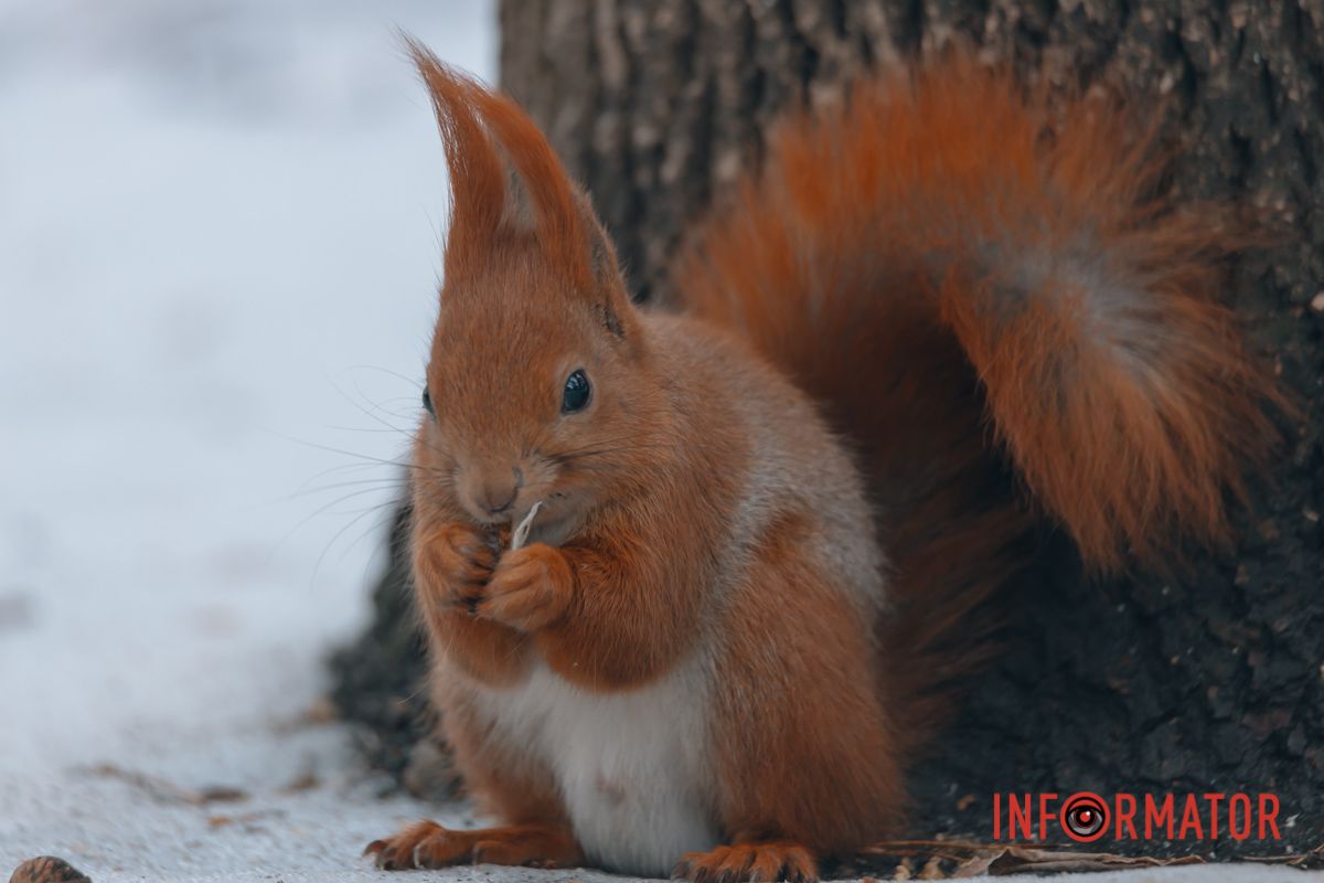 Только посмотрите, какой хвостик