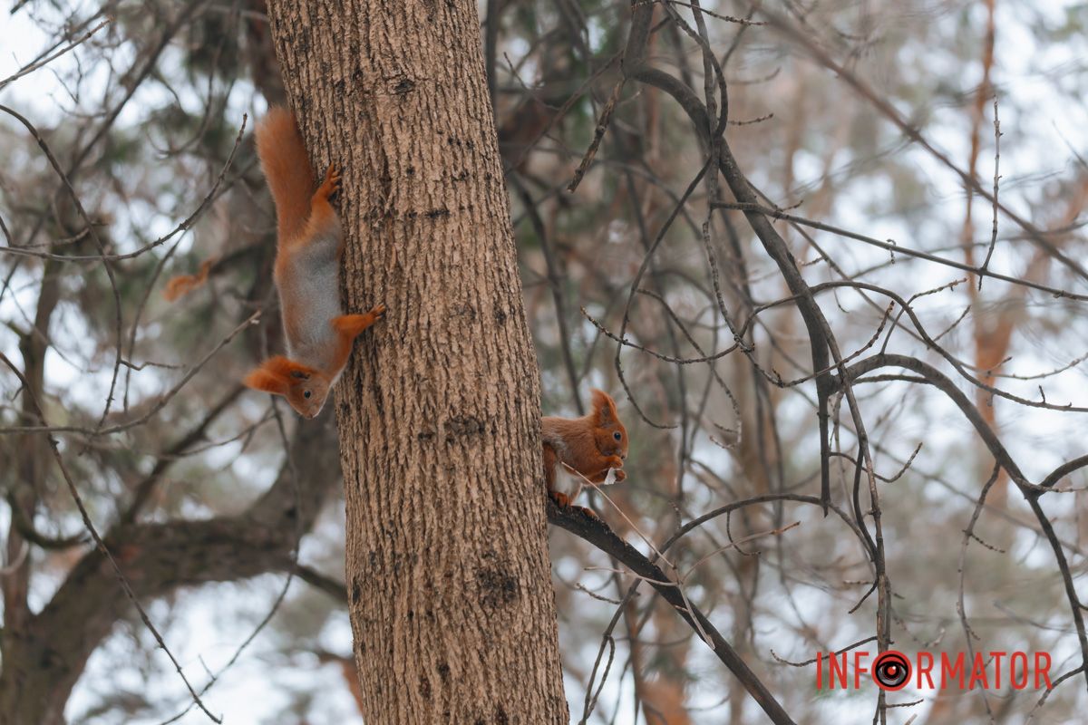 Белки ведут древесный образ жизни
