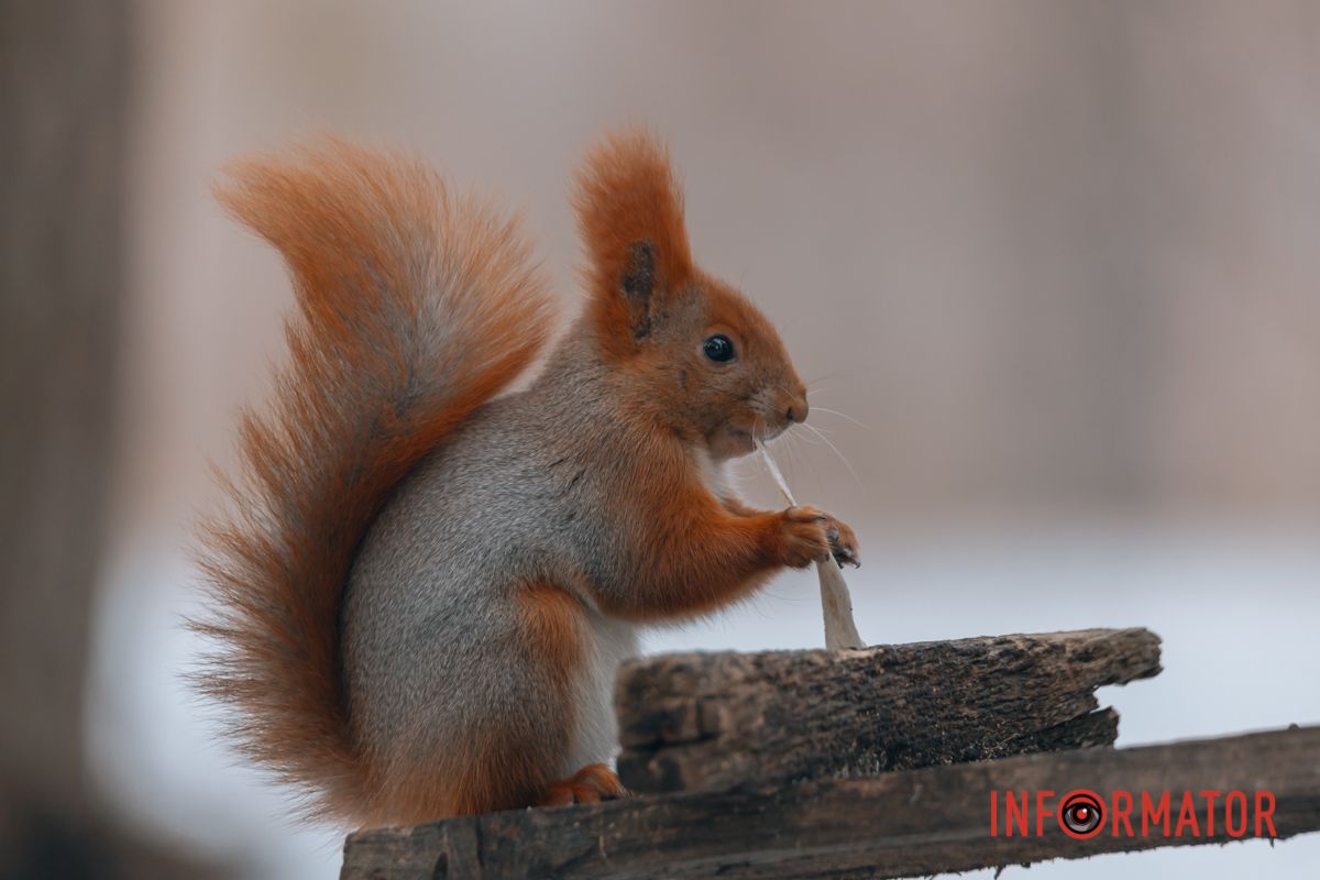 Мастер заготовок орехов