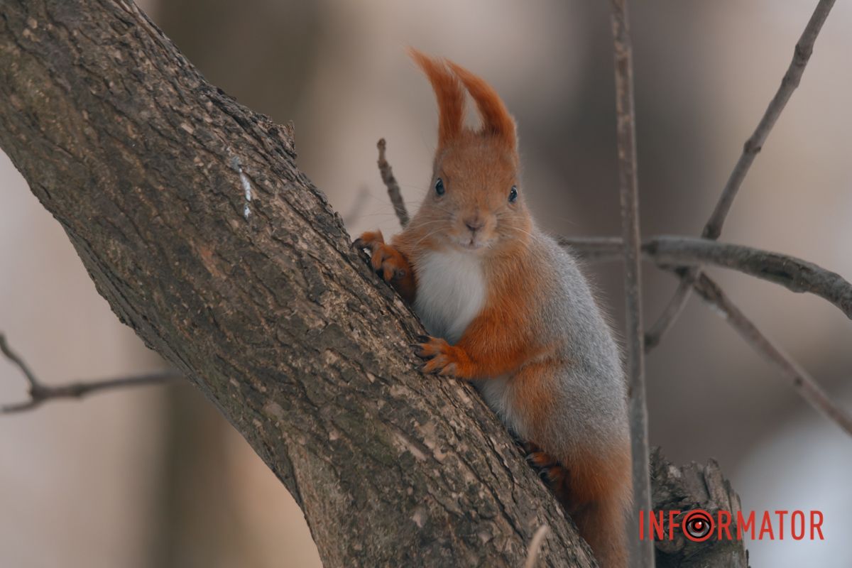 Грациозный эквилибрист на ветке