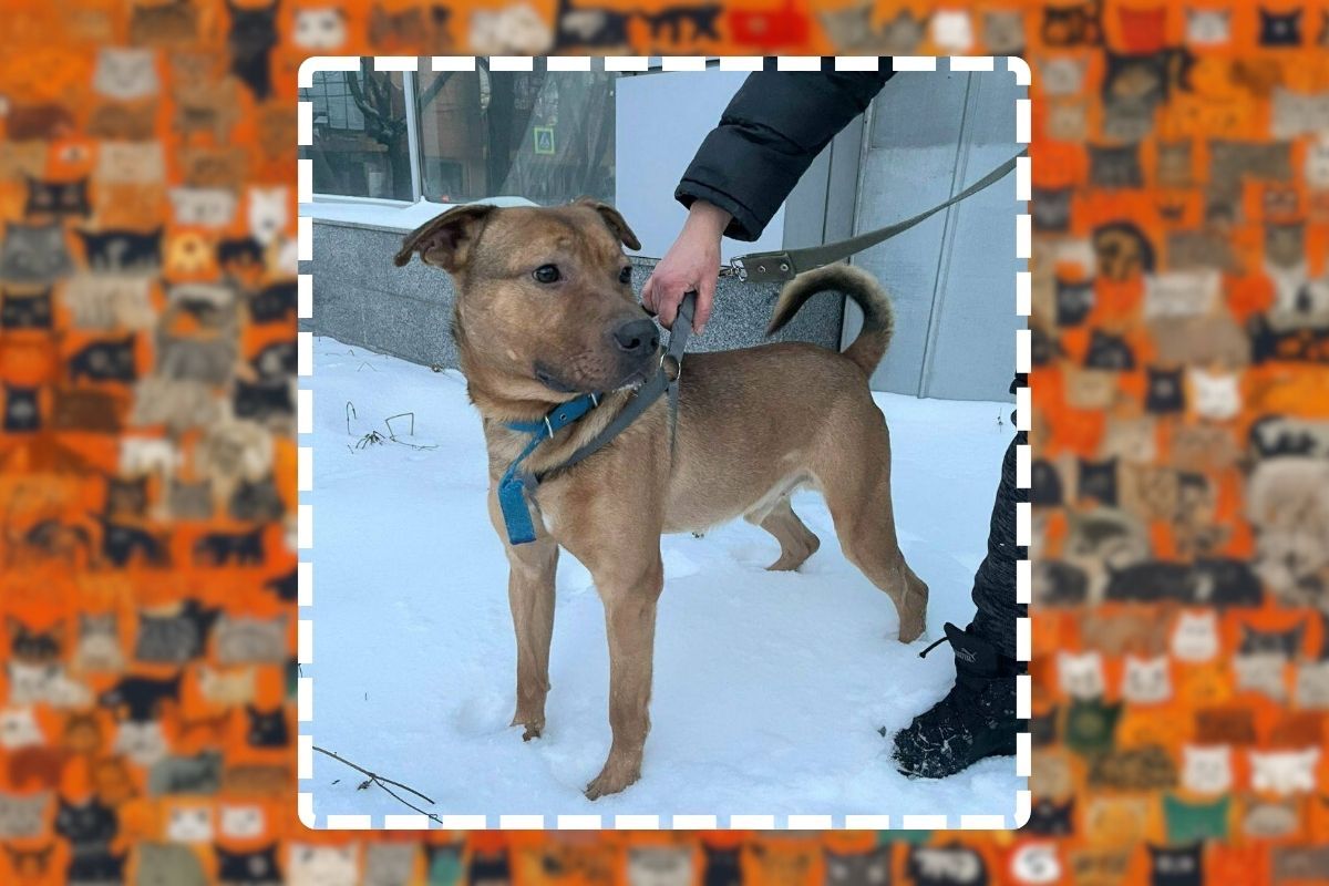 Его зовут Тор