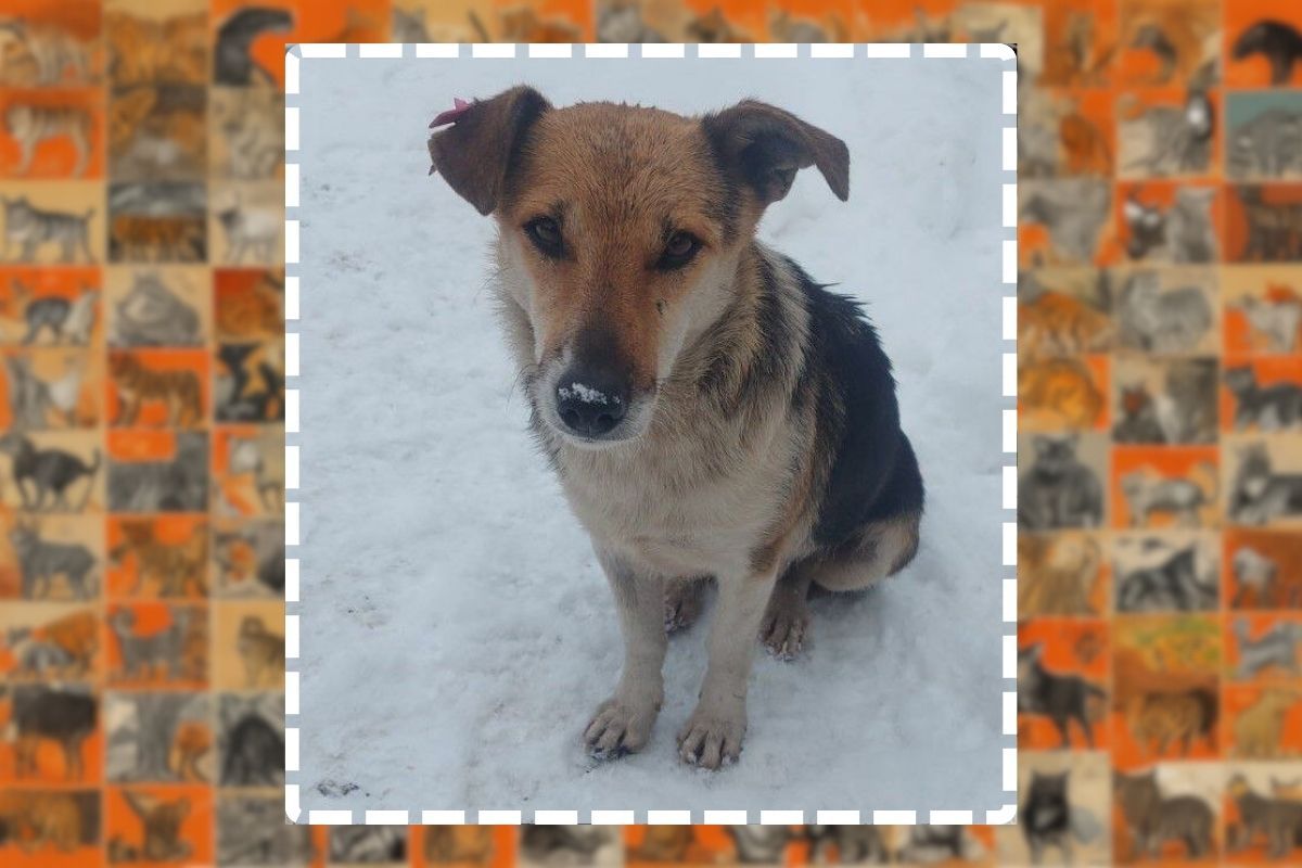 Ее зовут Лисичка