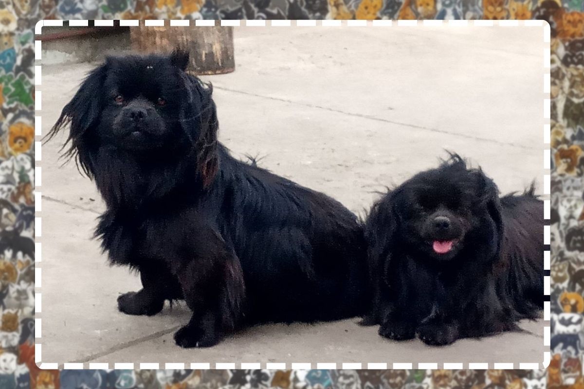 Ждут чуткого сердца