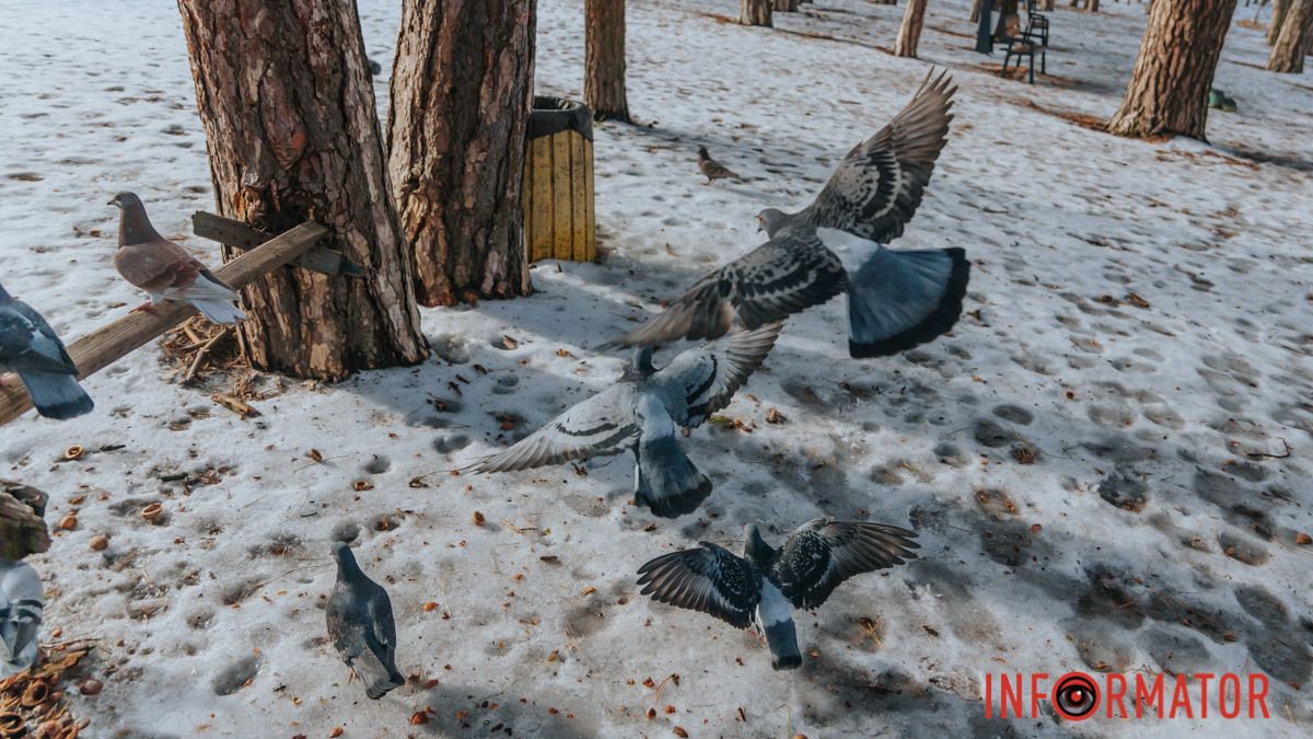 Погода на 24 січня: у Дніпрі буде хмарно з проясненнями