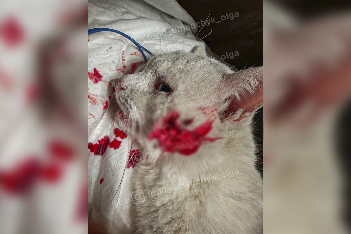 Раны очень серьезные