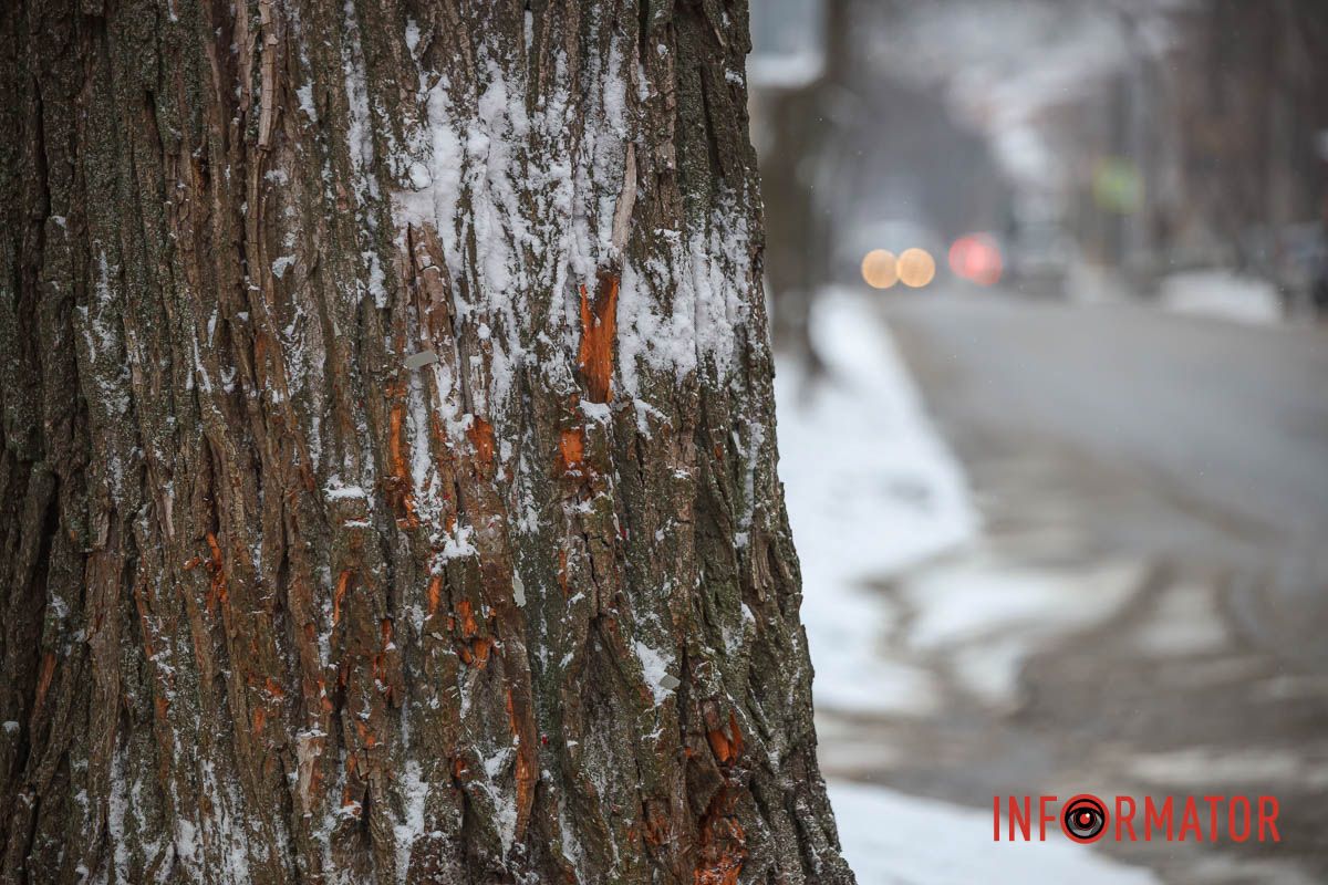 Судя по повреждениям на дереве, машина двигалась по Короленко в сторону улицы Святослава Храброго Судя по повреждениям на дереве, машина двигалась по Короленко в сторону улицы Святослава Храброго