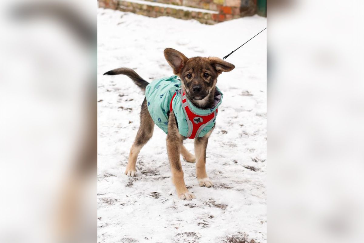 Його звати Локі