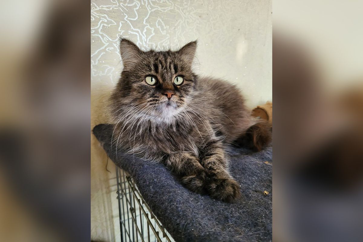 Її звати Муся