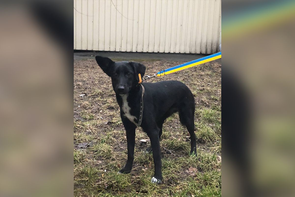 Її звати Багіра