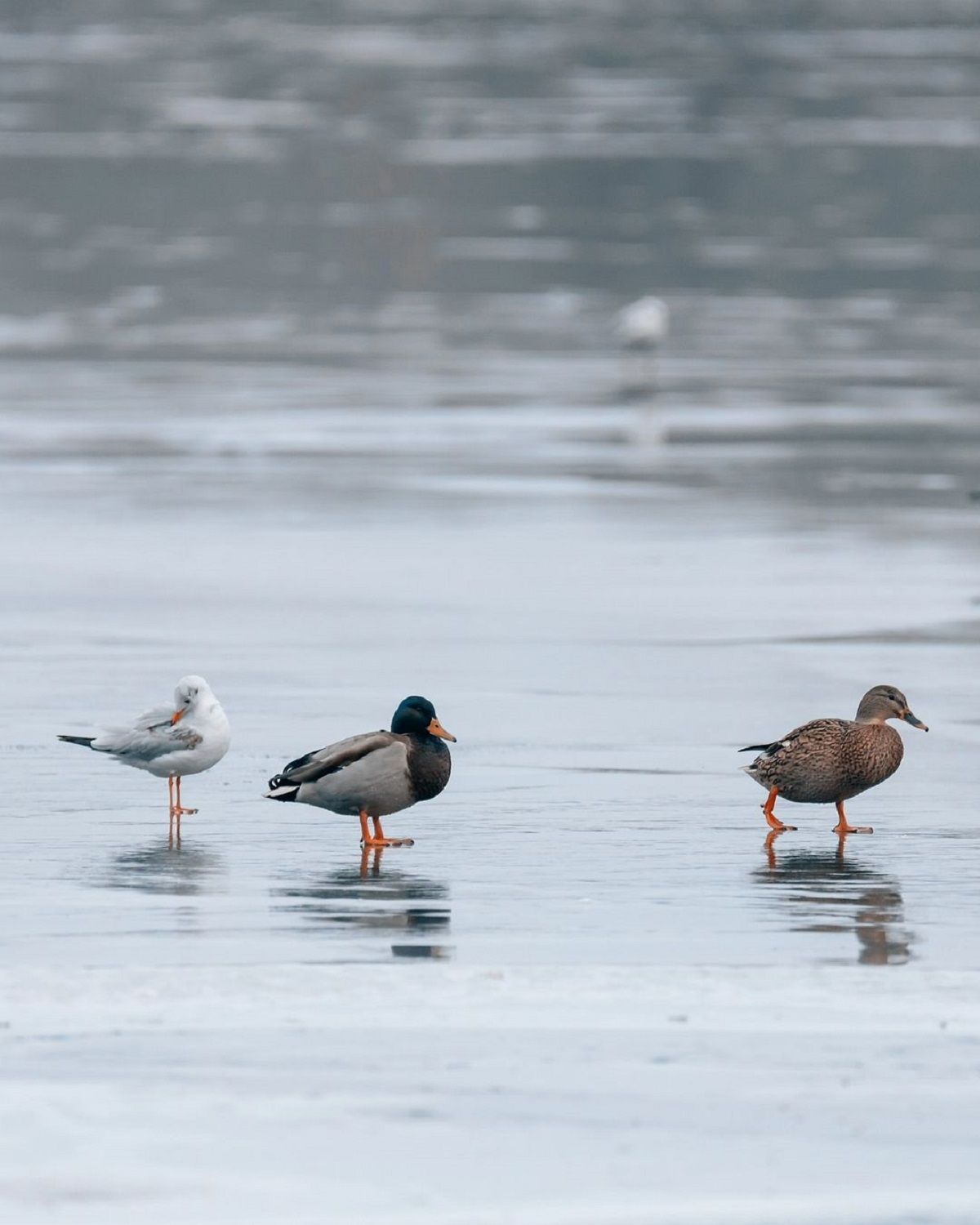 Фото: @ph_deniska