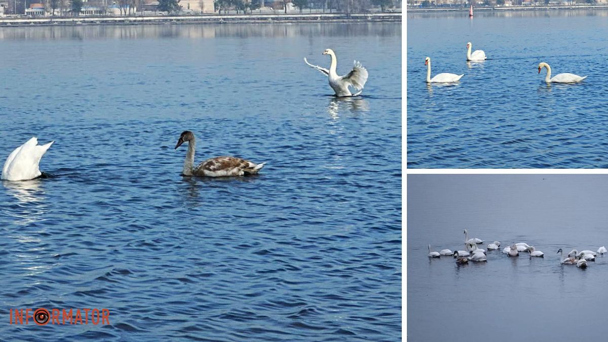 У Дніпрі біля Монастирського острова бачили лебедів