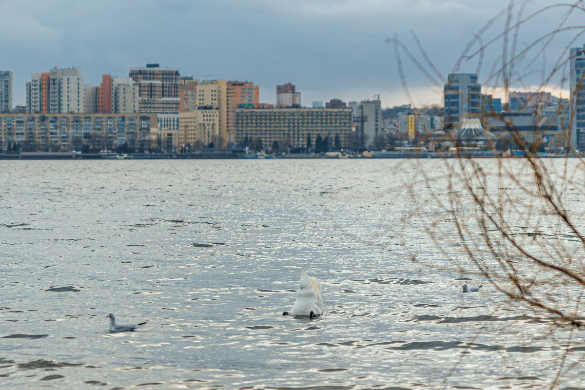 Они плавали в районе Солнечной набережной Они плавали в районе Солнечной набережной