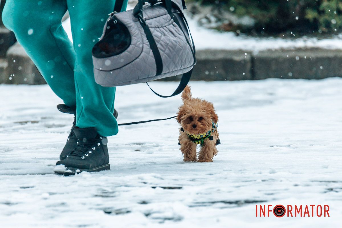 Чотирилапий друг Чотирилапий друг