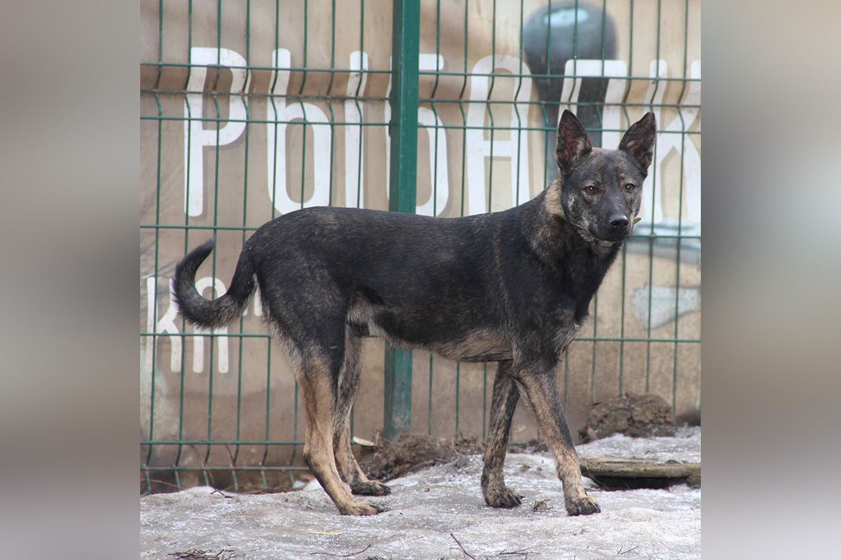 Пес ответственно относится к своей территории, аккуратный и бдительный
