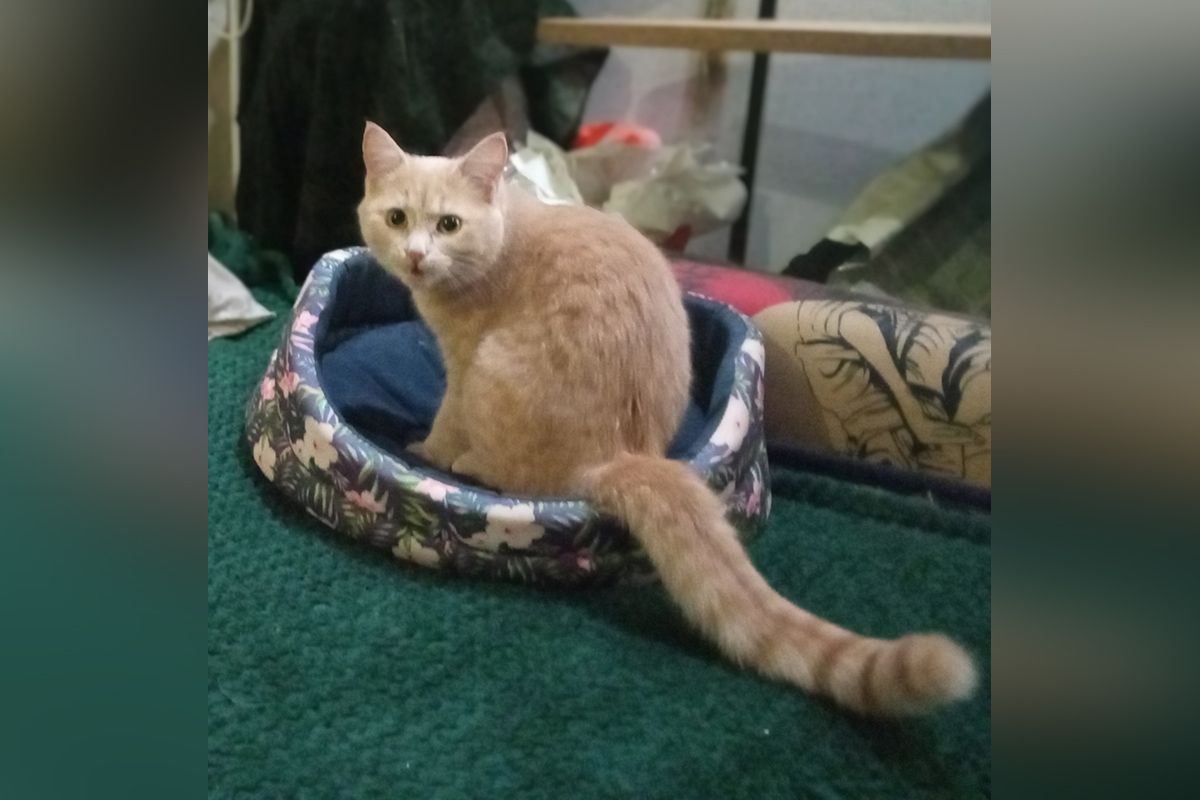 Патти – пятимесячная кошка нежно абрикосового цвета