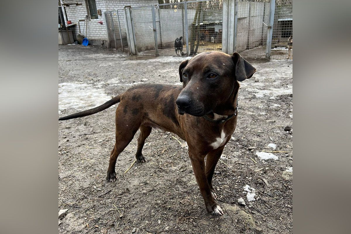 Возраст животного - полтора года, он очень ориентирован на человека, не имеет агрессии к людям и собакам