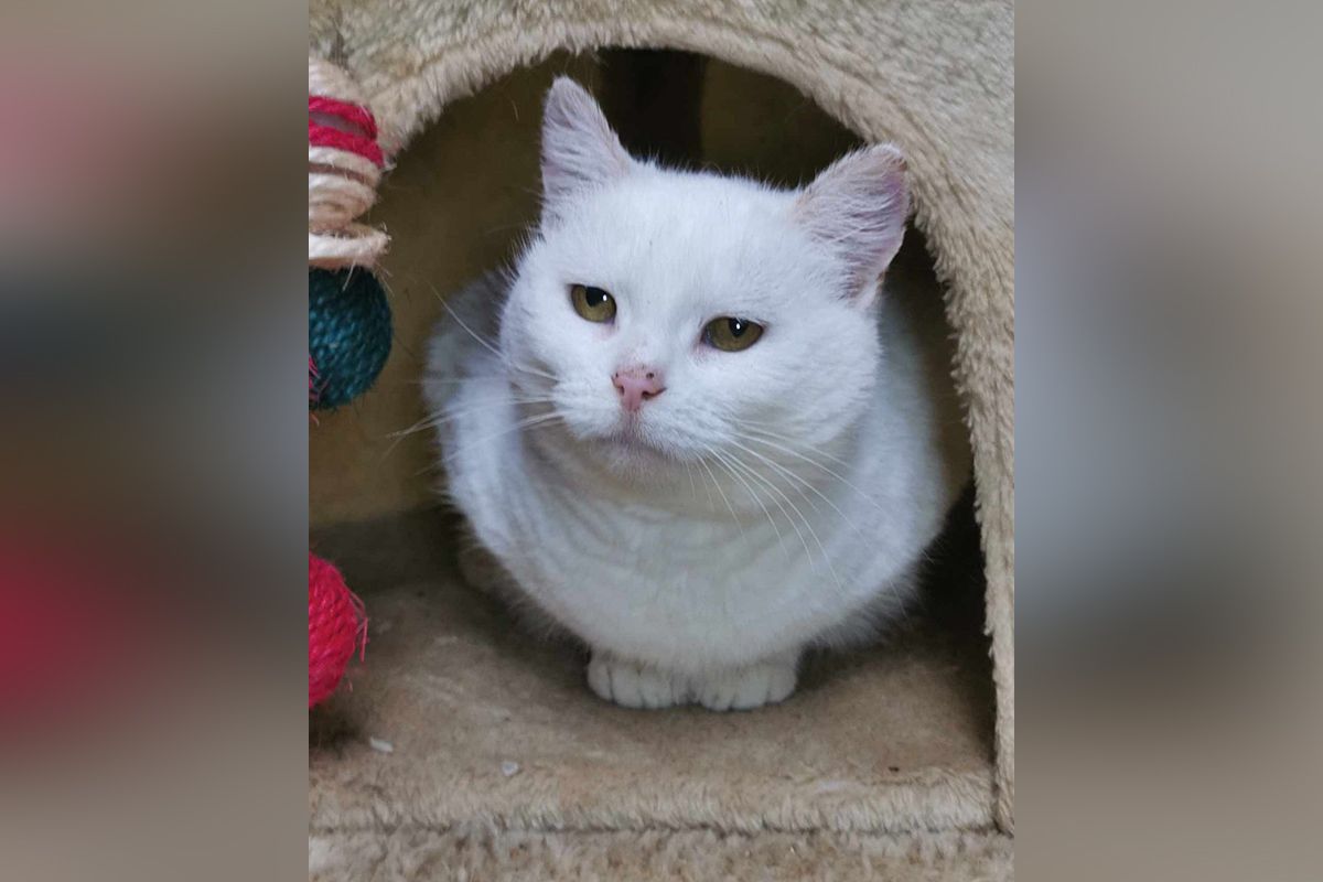 Снежка была домашней