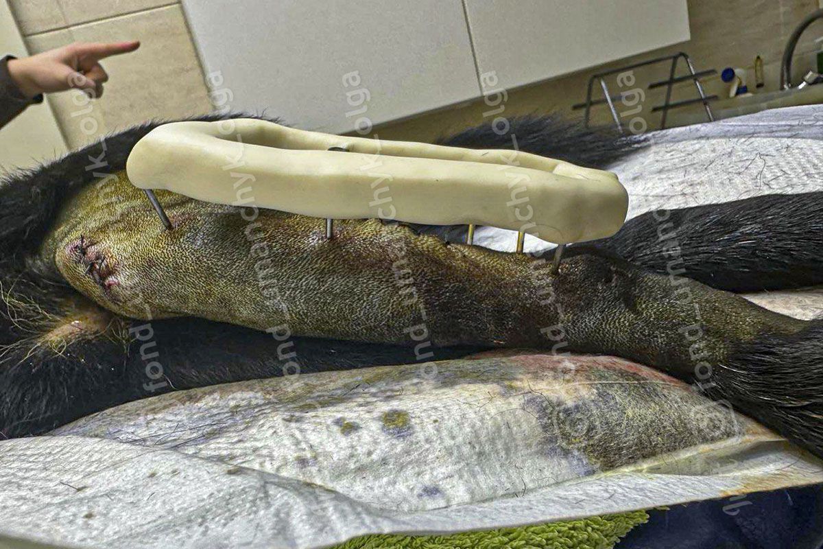 У него переломана задняя лапка и множественные ушибы