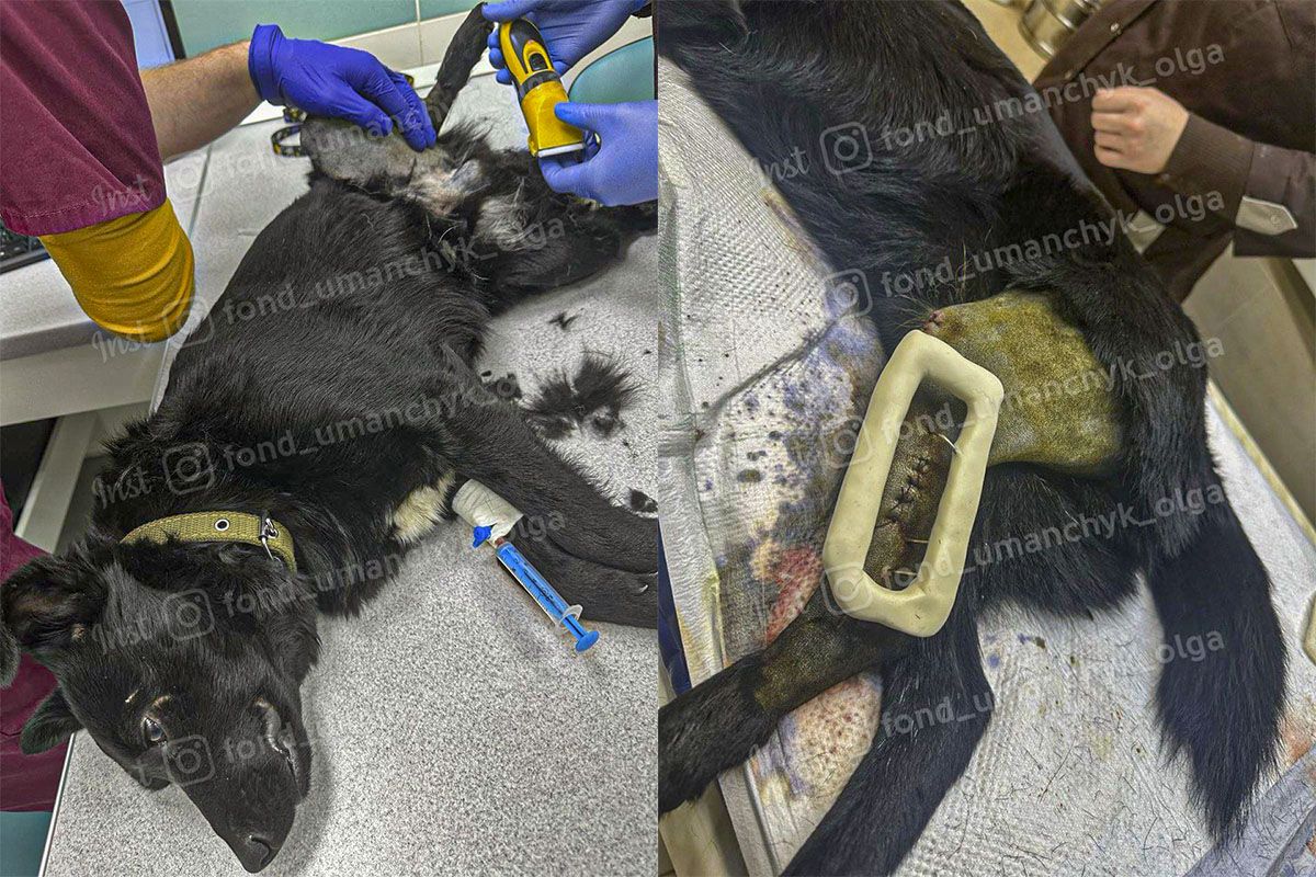 К волонтерам в Днепре попала собачка Блэк.